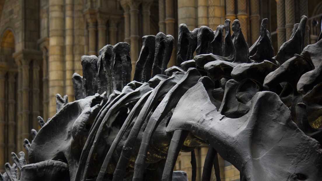 Científicos admiten la 'misión imposible' de distinguir el sexo de los dinosaurios a partir de sus fósiles