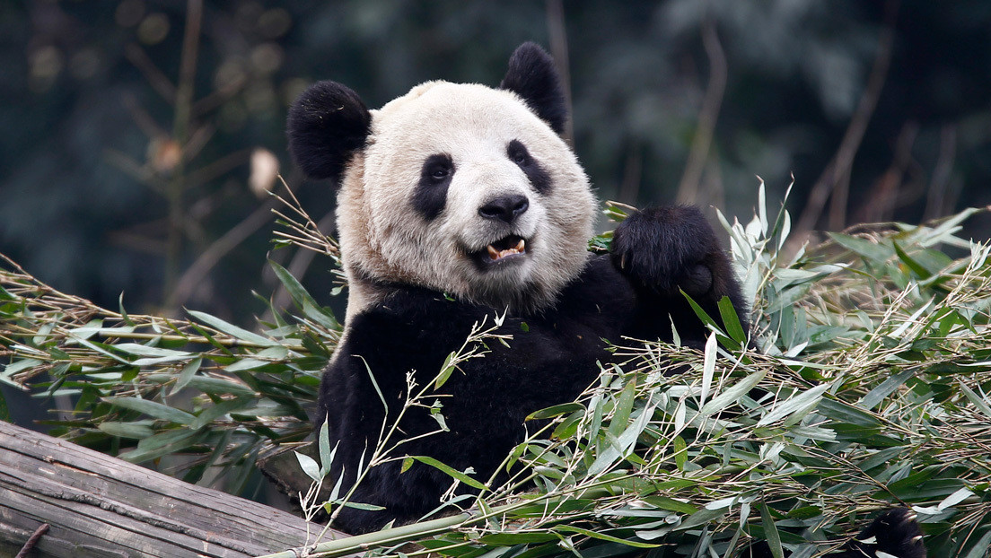 Zoológico canadiense devolverá a China dos pandas debido a la escasez de bambú provocada por el coronavirus