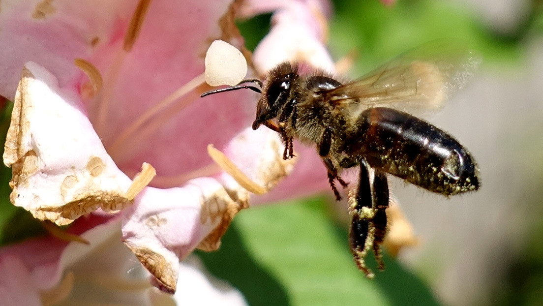 El pánico por los avispones asiáticos 'asesinos' lleva a la matanza de abejas en EE.UU.