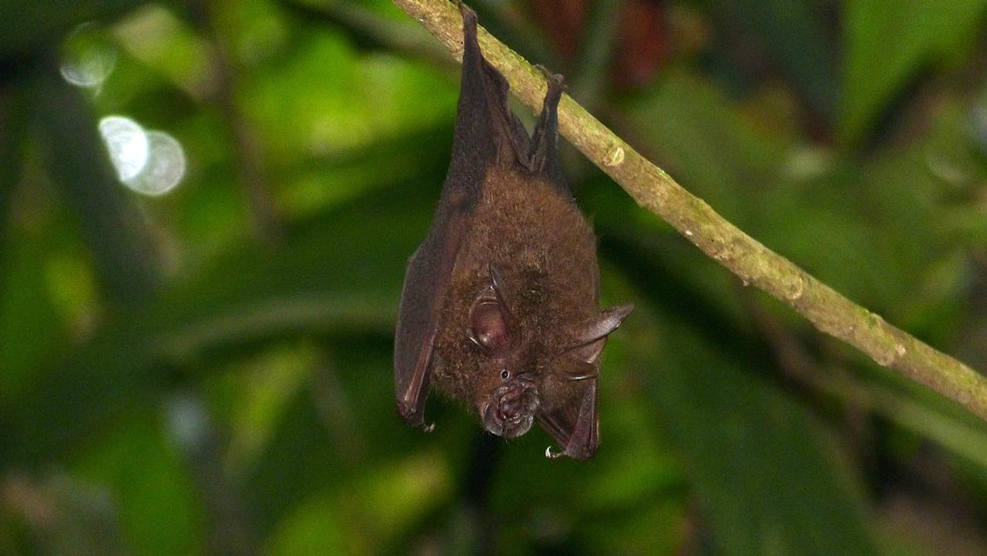 Un estudio señala a una especie de murciélago de Asia como el probable portador original del nuevo coronavirus