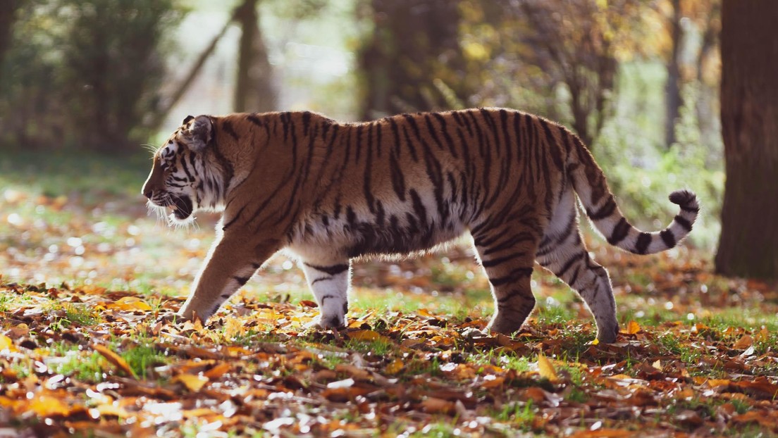 VIDEO: Un tigre intenta atrapar a un perro salvaje indio que no está dispuesto a rendirse