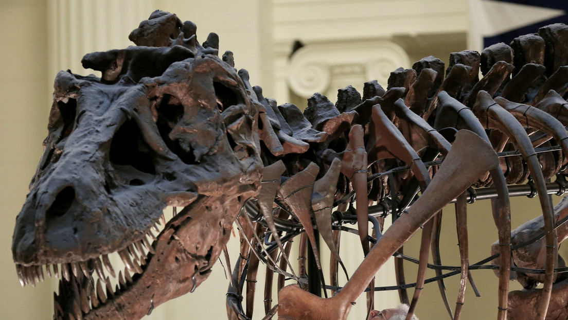 Un estudio 'frena' el mito del T-Rex: no era un corredor como se pensaba