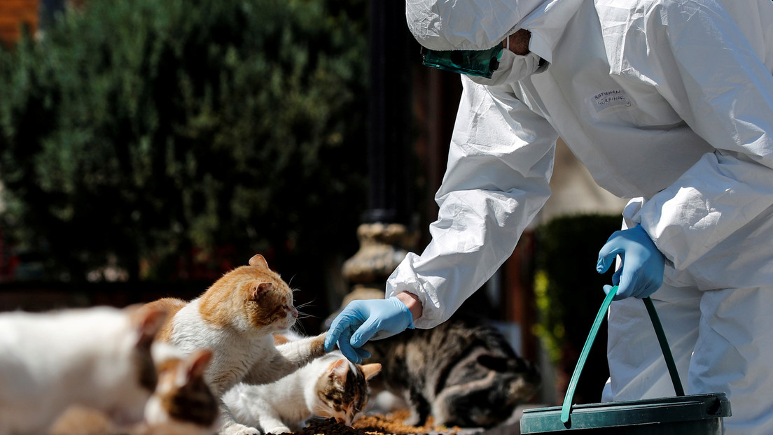 Un perro y tres gatos contraen coronavirus en los Países Bajos