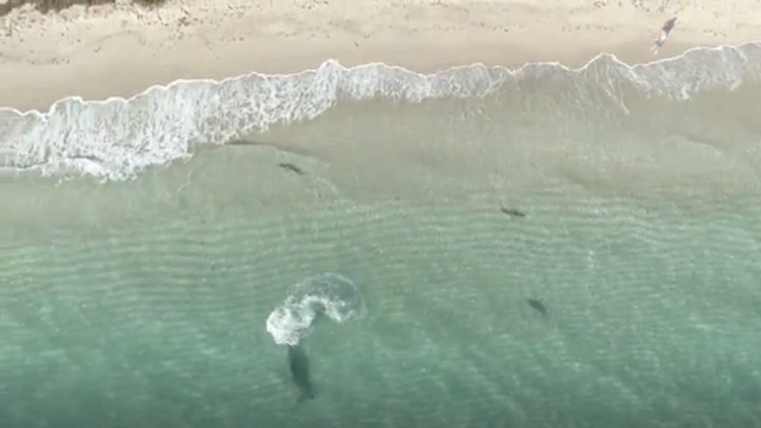 VIDEO: Captan por primera vez cómo los tiburones pequeños escapan del peligro de escualos más grandes