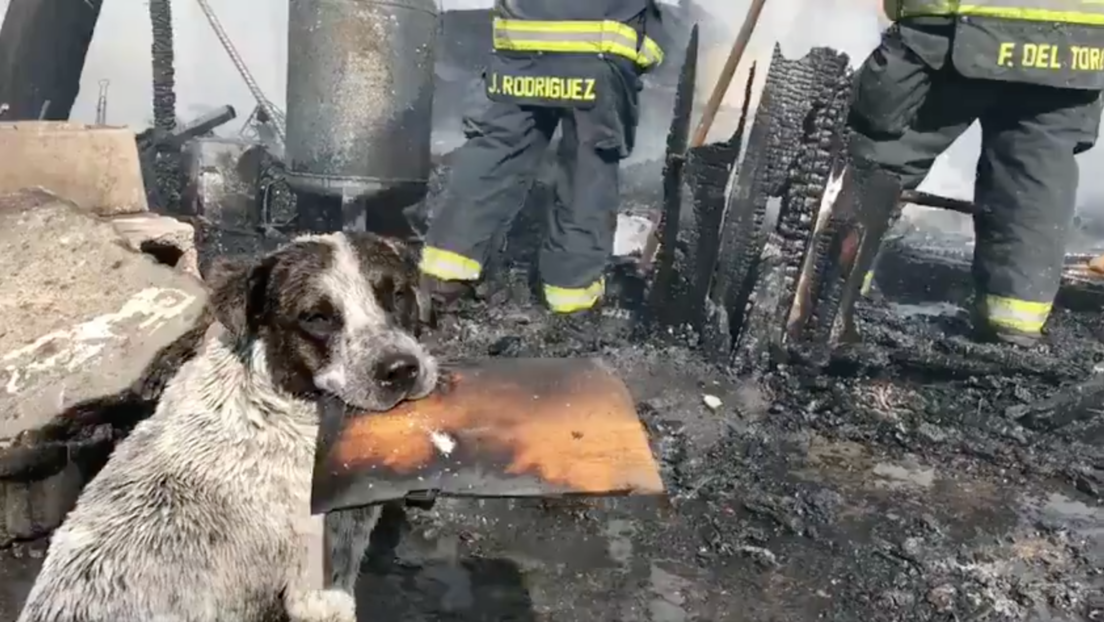 VIDEO: Un perro llora desconsolado luego de que un incendio destruyera su hogar