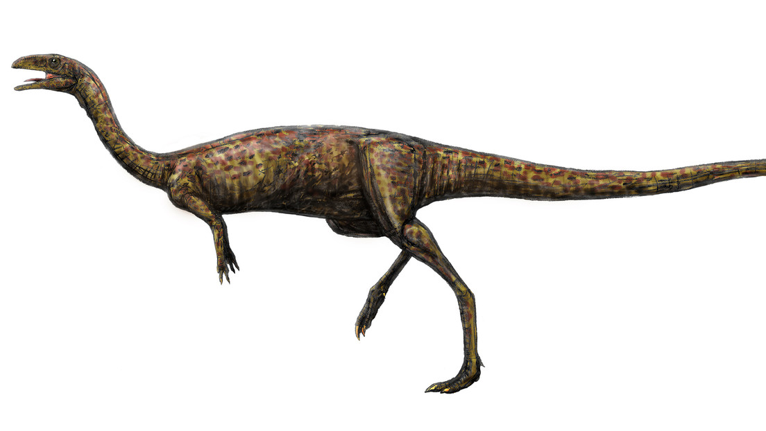 "Realmente raro": Encuentran restos de un inusual dinosaurio de cuello largo en Australia