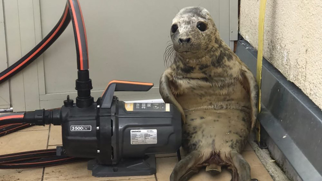 Una cría de foca intenta escapar de un centro de rescate, se pierde y protagoniza una foto muy tierna