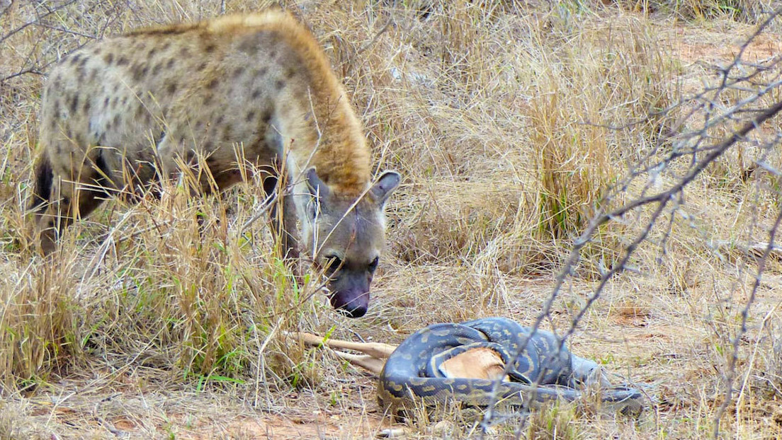 VIDEO: Una astuta hiena roba el impala que cazó una enorme pitón