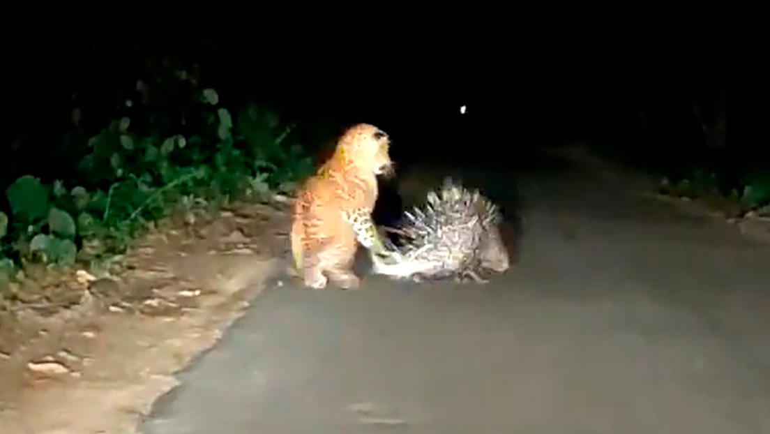 VIDEO: Un puercoespín le enseña una dolorosa lección a un leopardo que lo acecha