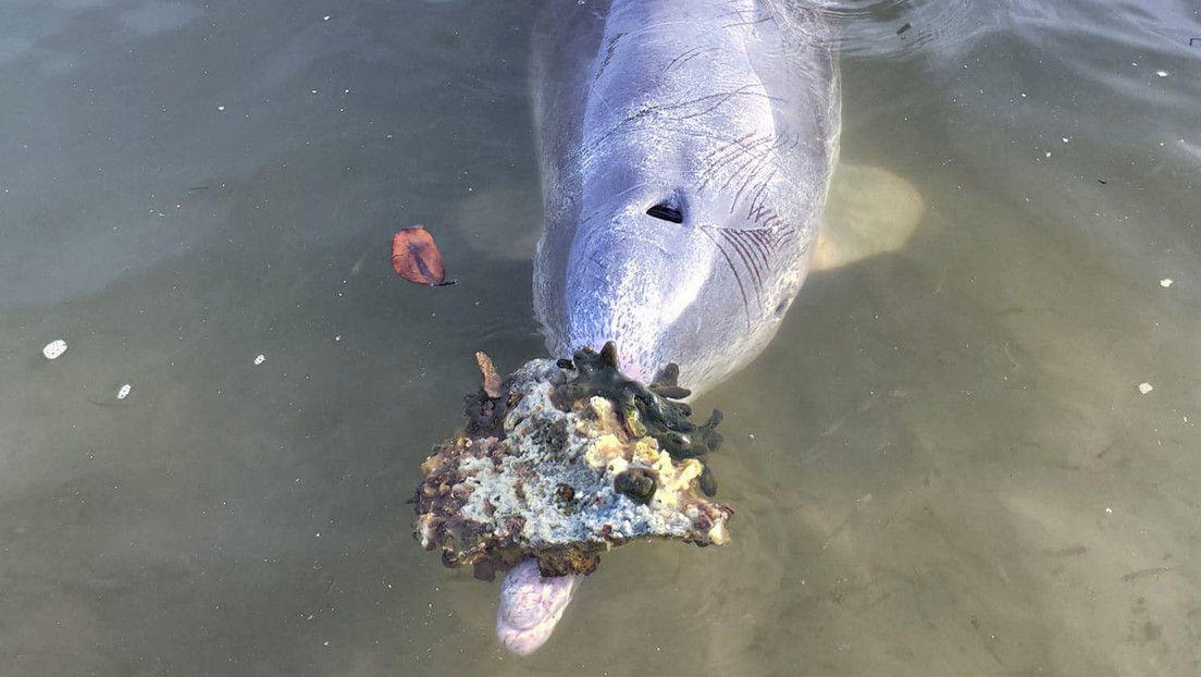 Un ingenioso delfín lleva regalos a los humanos a cambio de comida tras el levantamiento de la cuarentena en Australia (FOTOS)