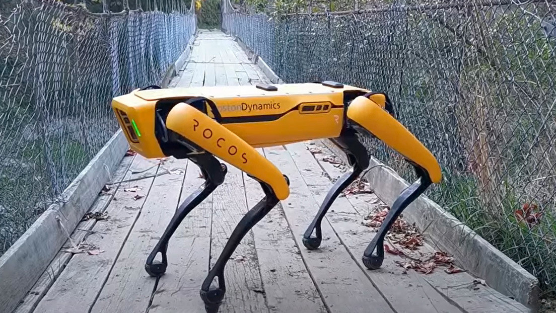 VIDEO: El perro robot de Boston Dynamics ya sabe pastorear ovejas y controlar cultivos