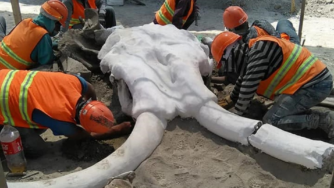 FOTOS: Encuentran restos de al menos 60 mamuts durante la construcción del nuevo aeropuerto de la Ciudad de México