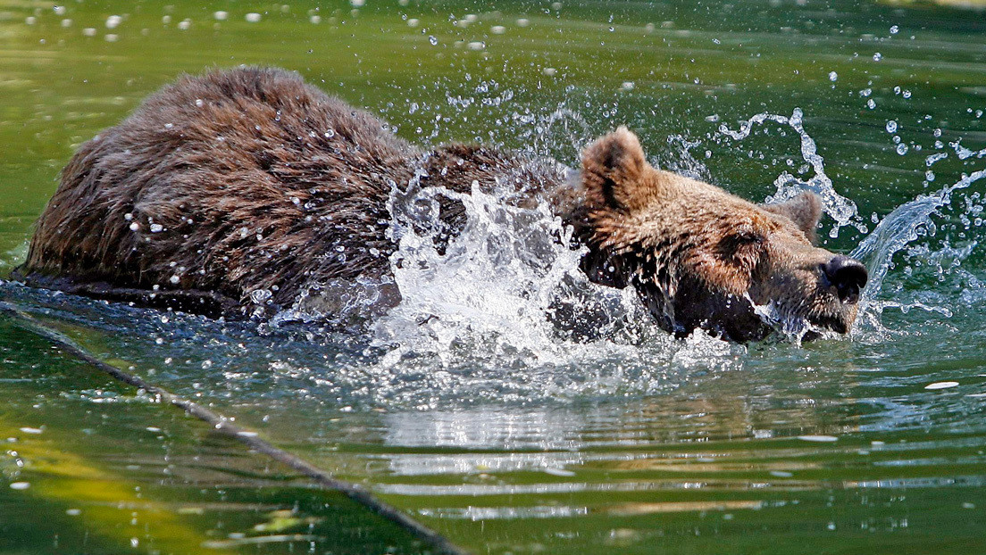 VIDEO: Un hombre ebrio ingresa al recinto de un oso e intenta ahogarle