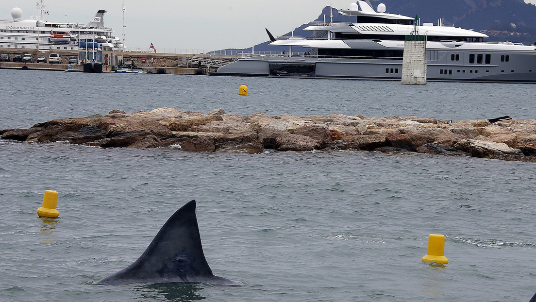 VIDEO: Un nadador se acerca a un enorme tiburón peregrino que muestra su aleta en una costa de España