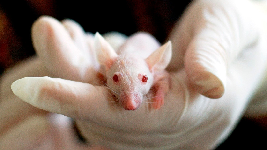 Roscosmos enviará ratones al espacio en un biosatélite para estudiar los efectos en su organismo
