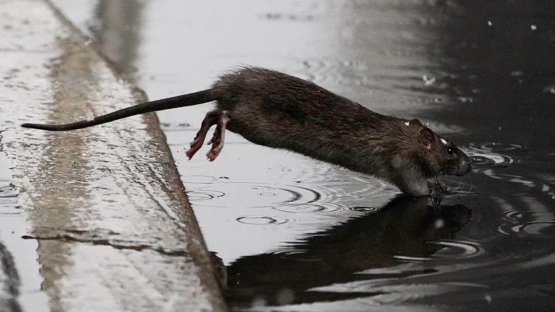Advierten sobre un comportamiento inusualmente violento de las ratas durante la pandemia en EE.UU.