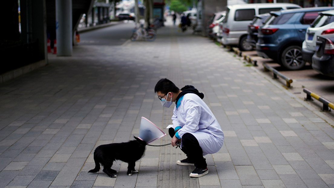 Un perro lleva 3 meses esperando en un hospital de Wuhan a su dueño fallecido