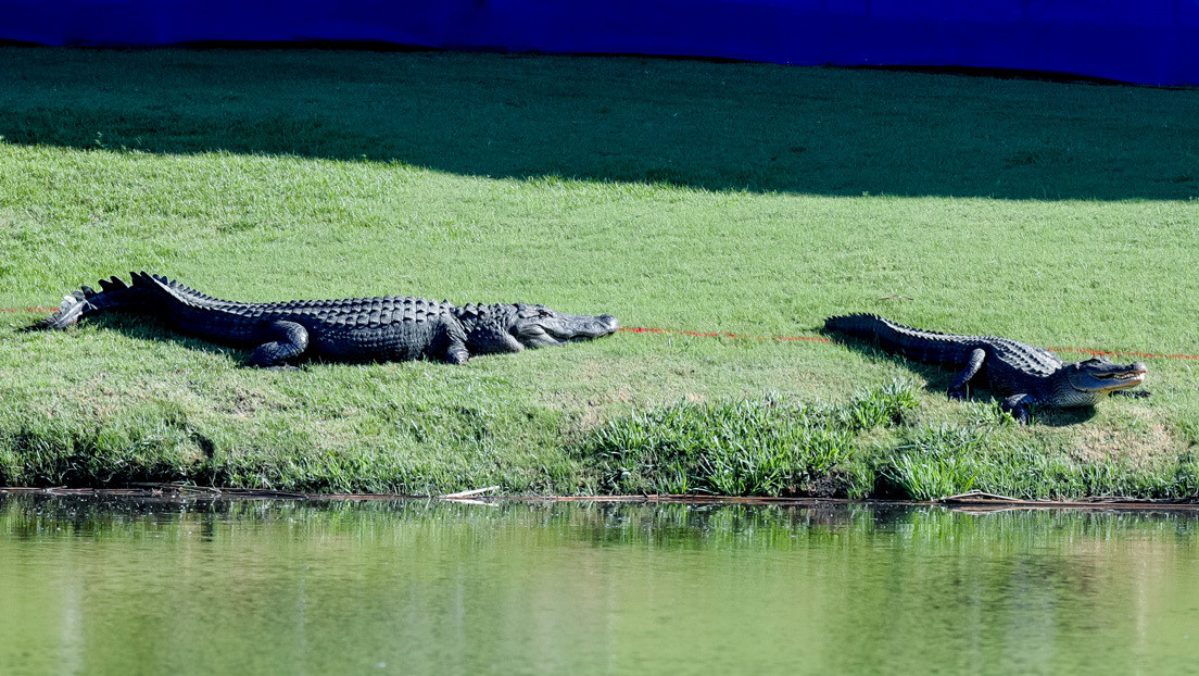 VIDEO: Dos aligátores pelean ante testigos en un campo de golf