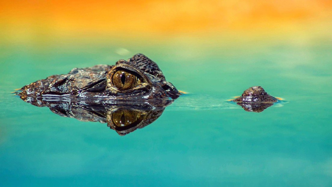 FOTO: Una familia encuentra un cocodrilo relajándose sobre un cocodrilo hinchable en la piscina de su Airbnb