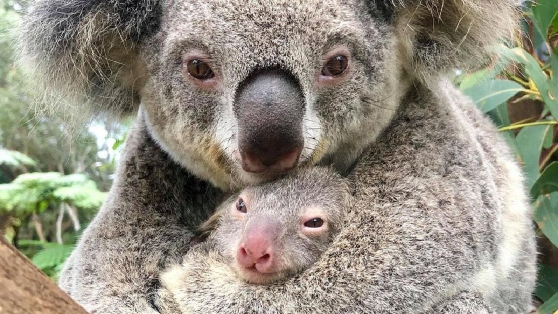 VIDEO: Nace el primer koala en un zoo australiano tras los devastadores incendios