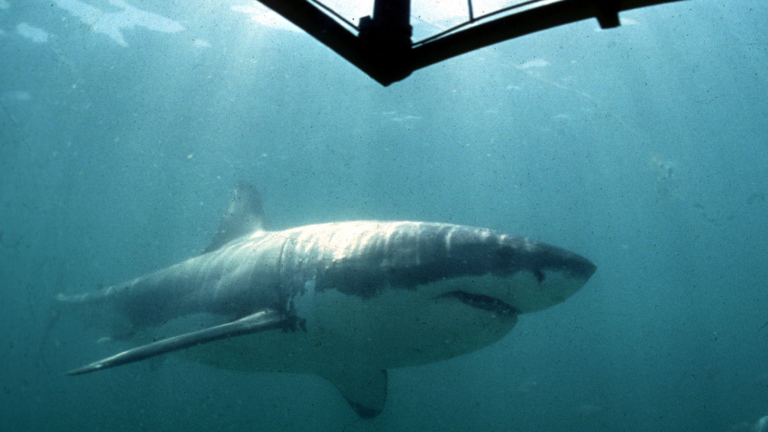 VIDEO: Un enorme tiburón blanco aparece en las costas de una isla italiana