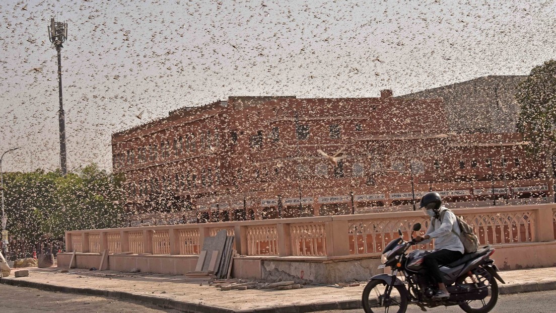 India: Organizan cacerolazos para espantar a una plaga de langostas (VIDEOS)