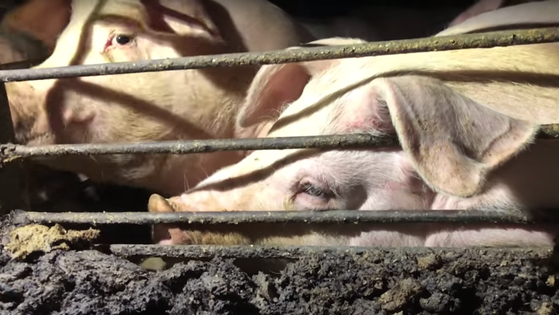"Terrible exterminio": Sacrifican a miles de cerdos en una granja de EE.UU. por el covid-19 (VIDEO)