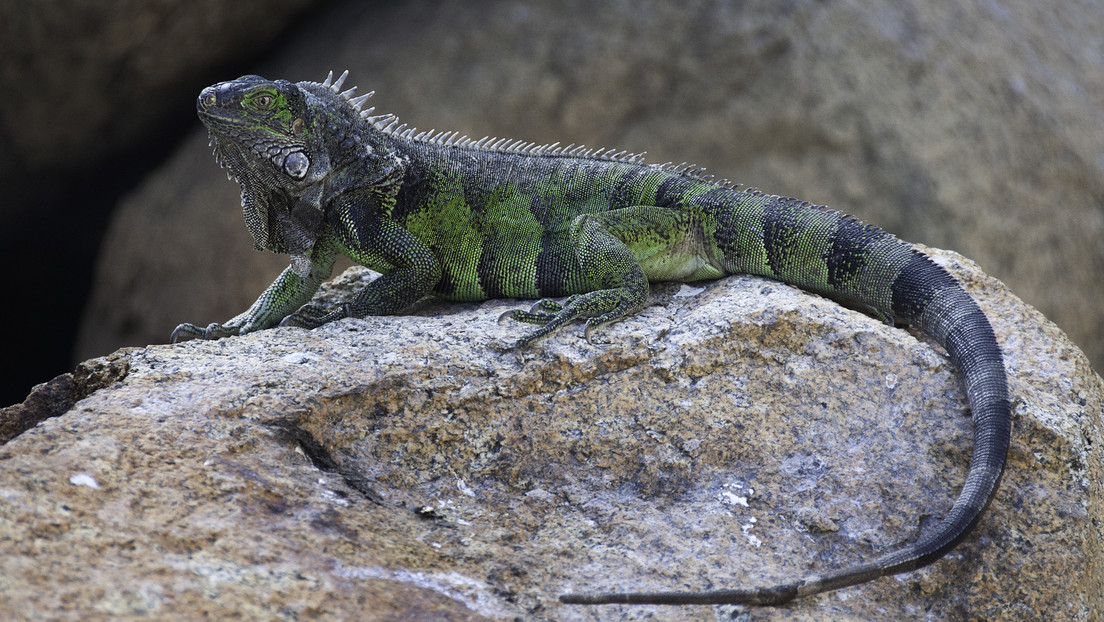 Descubren una nueva especie de iguana "escondida a plena vista" en el Caribe