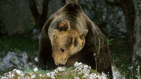 Capturan después de 289 días a Papillon, un oso que se dio a la fuga en los Alpes italianos