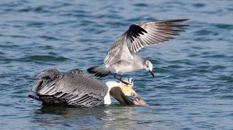 Las gaviotas de Roma cazan palomas, peces y ratones ante la ausencia de restos de comida