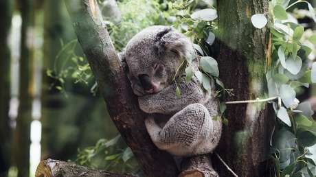 VIDEO: Resuelven el misterio de cómo los koalas toman agua de los árboles