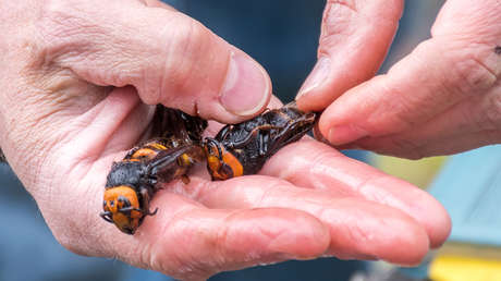 "El dolor fue inmediatamente abrasador": un presentador hace que le pique un avispón 'asesino' y narra su experiencia (VIDEO)