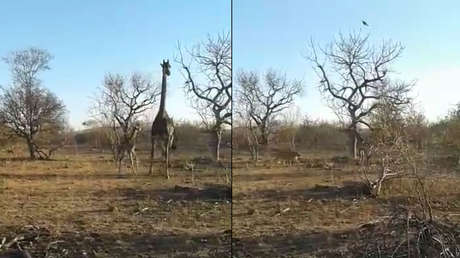 VIDEO: Una jirafa intenta defender a su cría del ataque de unas leonas