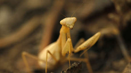 VIDEO: Una mantis religiosa se lanza sobre un 'avispón asesino' y le devora su cabeza