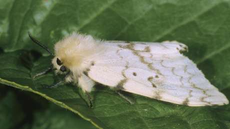 Aparece en EE.UU. otra plaga peligrosa poco después de que se encontraran avispones asiáticos 'asesinos'