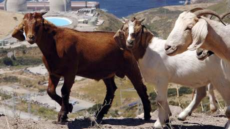 VIDEO: 200 cabras se escapan de su recinto e invaden las calles de una ciudad en California