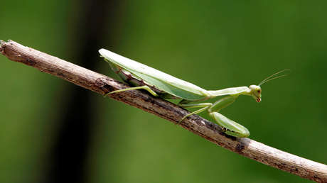 VIDEO: El ataque de una mantis religiosa analizado a cámara lenta revela un comportamiento jamás observado en este insecto