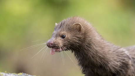 Visones infectan con coronavirus a dos humanos en Países Bajos