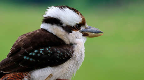 VIDEO: Hombre construye un pájaro enorme sobre un remolque en cuarantena y se hace viral en la Red