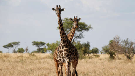 VIDEO: El cómico enredo de dos jirafas antes de una pelea