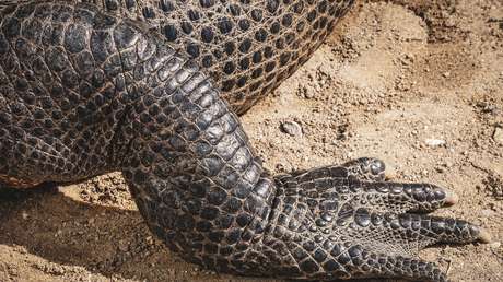 VIDEO: Un enorme caimán intenta cazar una tortuga de un cuadro en el ingreso de una casa