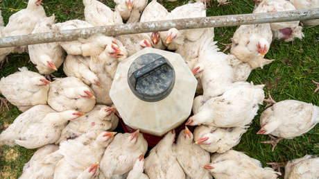 Científico alerta de un hipotético virus 'de corral' que podría acabar con la mitad de la población mundial