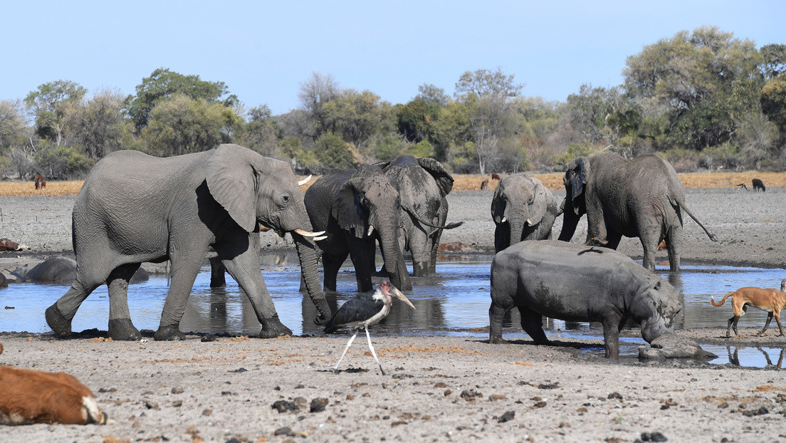 Mueren más de un centenar de elefantes en Botsuana y nadie sabe por qué