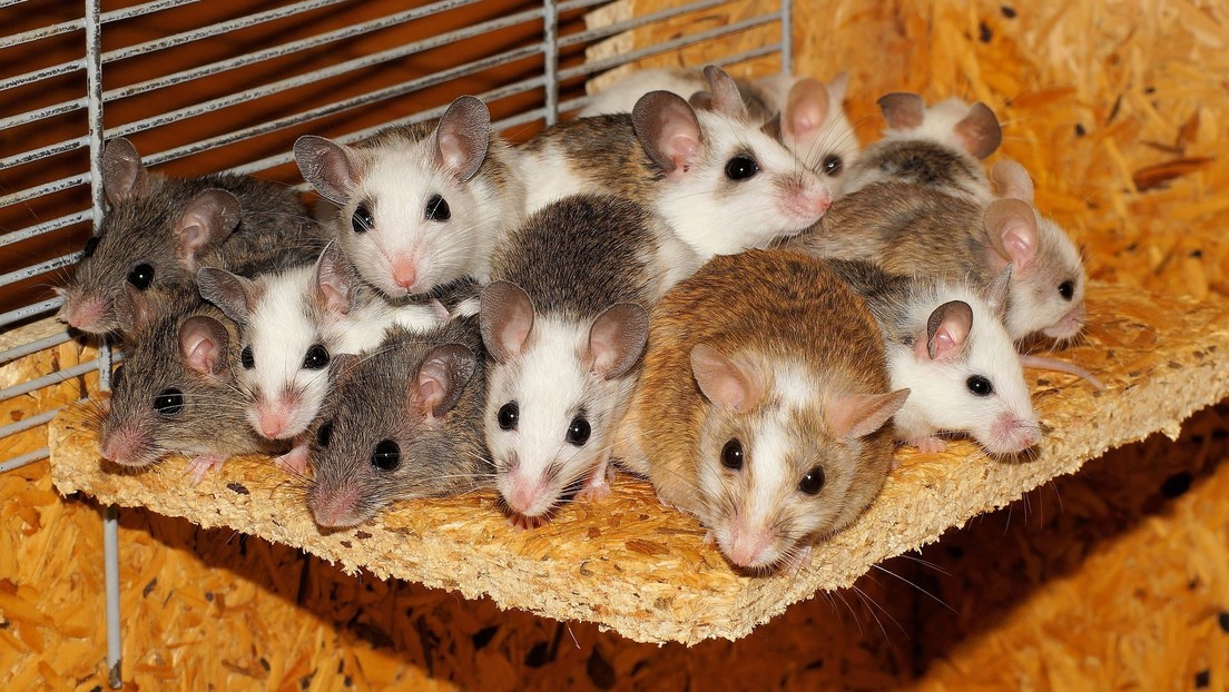 Modifican los genes de ratones para que puedan infectarse con el covid-19
