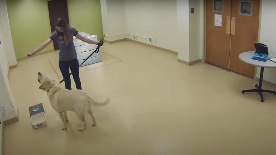 La ciencia demuestra que los perros buscan rescatar a sus dueños (VIDEO)