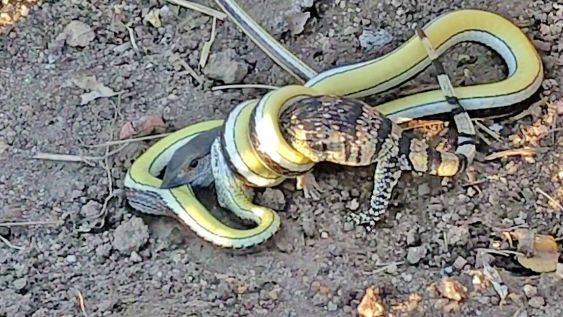 VIDEO: Una cría de lagarto lucha "a muerte" contra una serpiente venenosa