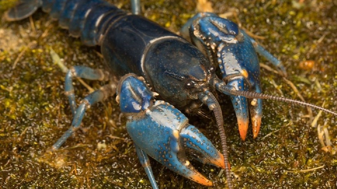 FOTOS: Tras 45 años de búsqueda encuentran en el río Ohio ejemplares de cangrejo azul, una especie en extinción