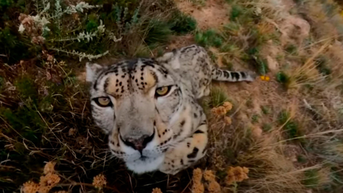 VIDEO: Un leopardo de las nieves intenta comerse una cámara oculta