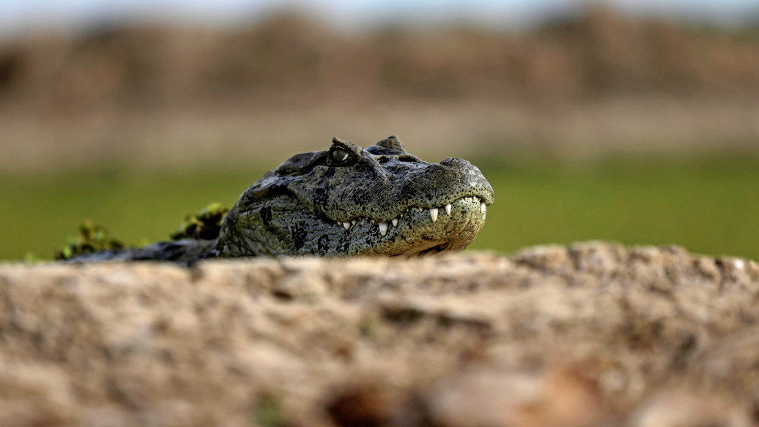 Un caimán de casi tres metros ataca a un adolescente en Florida