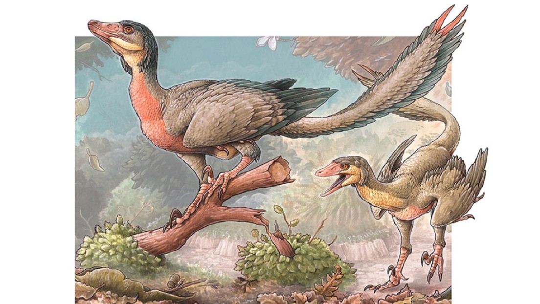 FOTO: Descubren una nueva especie de dinosaurio con alas en Argentina